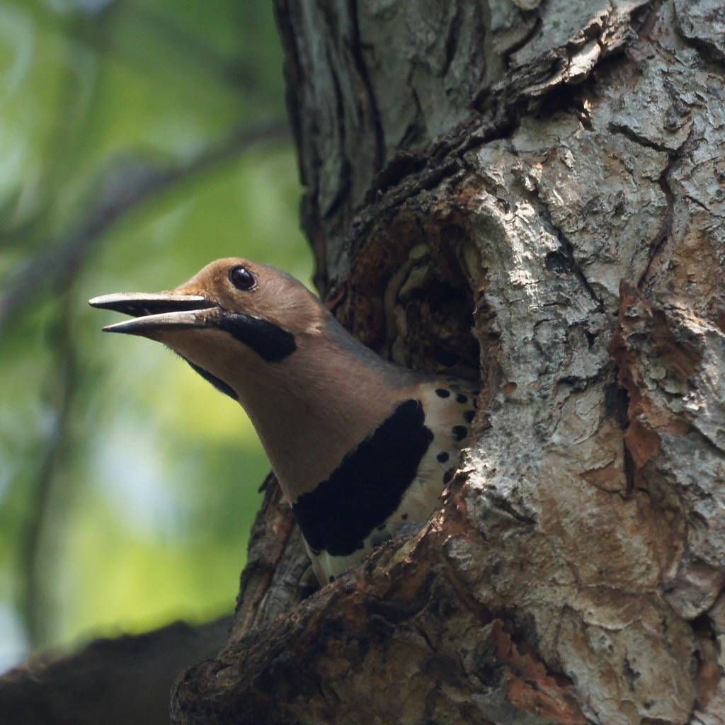 Northern Flicker by Mike's Birds is licensed under CC BY-SA 2.0